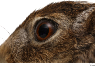 Hare  1 eye 0003.jpg